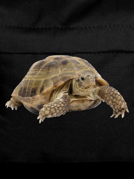 turtle tortoise animals animals7