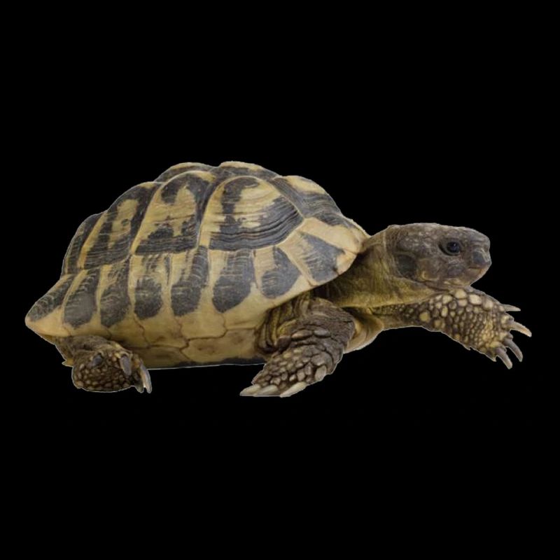 turtle tortoise animals animals9