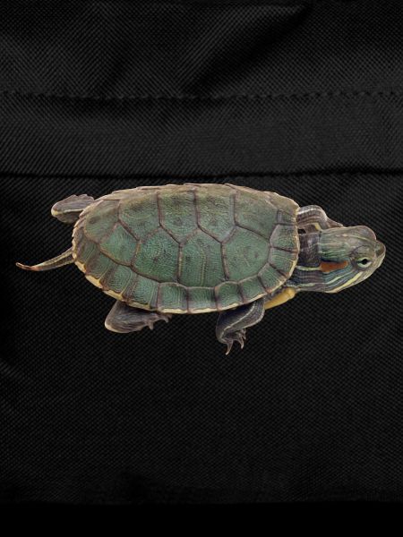 turtle tortoise animals animals4