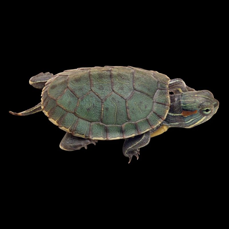 turtle schildkroete tiere animals4