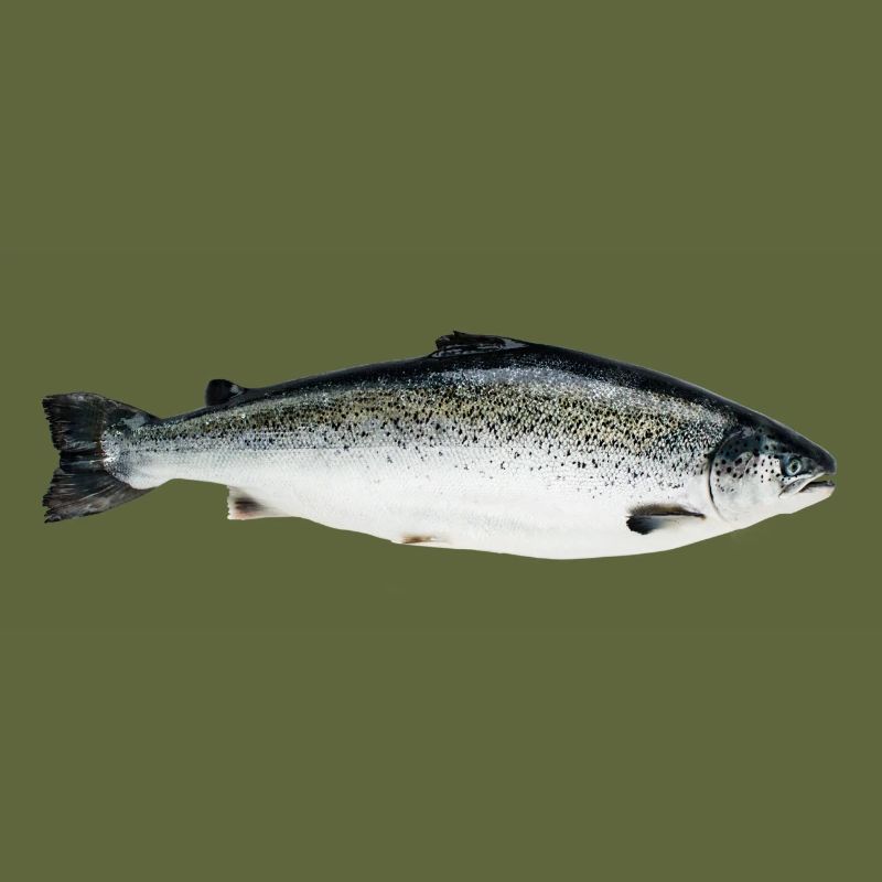 saumon