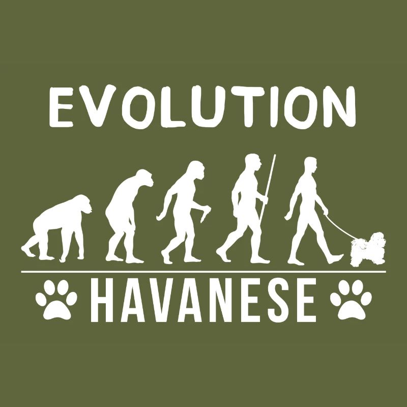 évolution havanais