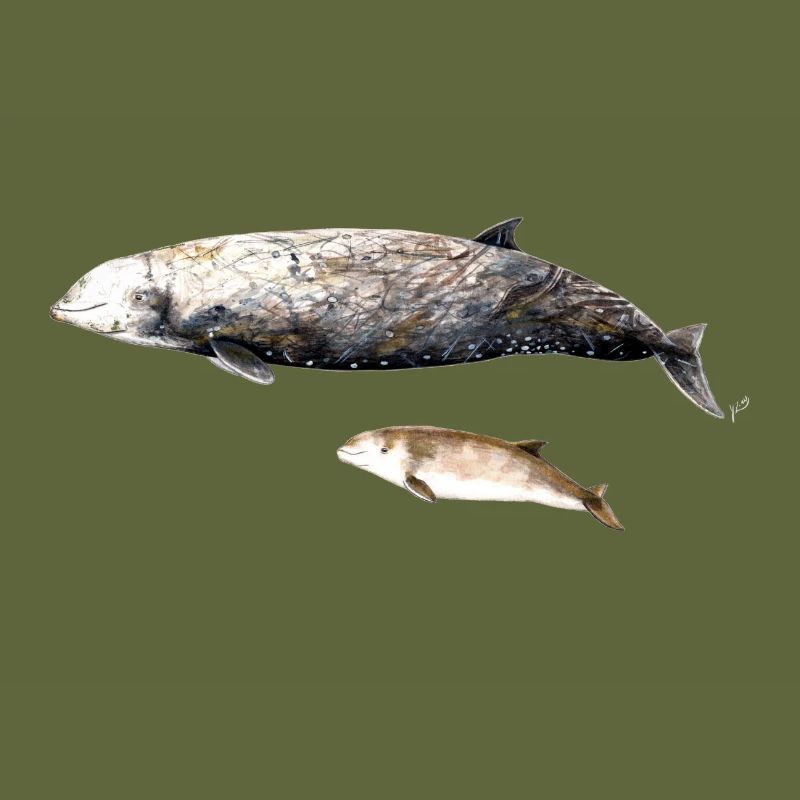 Cuvier-Schnabelwal - Cuvier-Schnabelwal Schnabelwal
