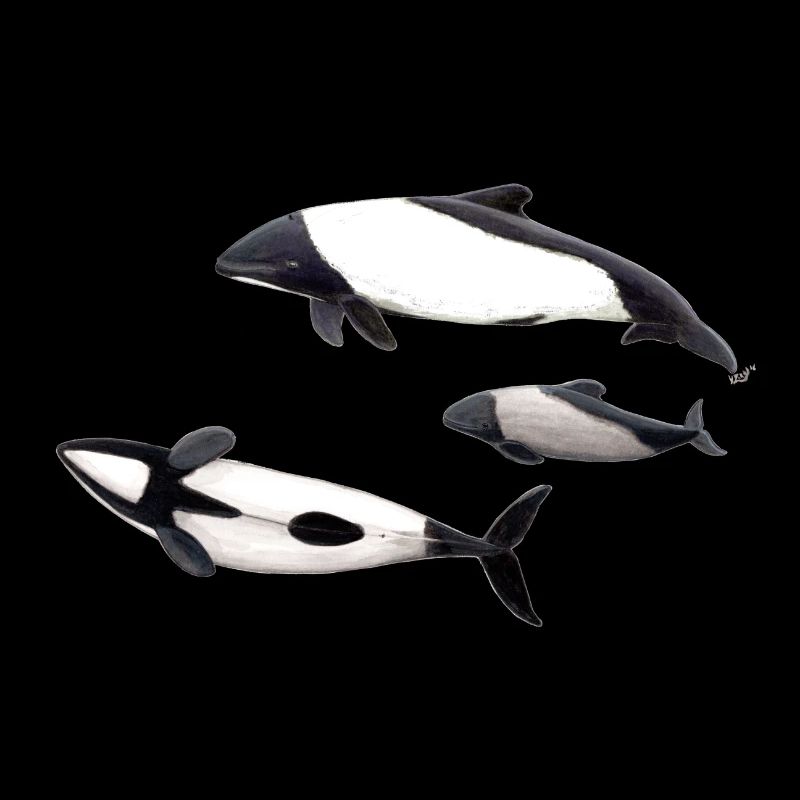 Commerson Delfin - dauphin de Commerson - Tonina