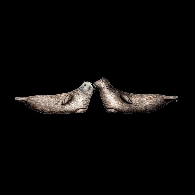 Phoque gris - Les phoques gris - gris Phoques