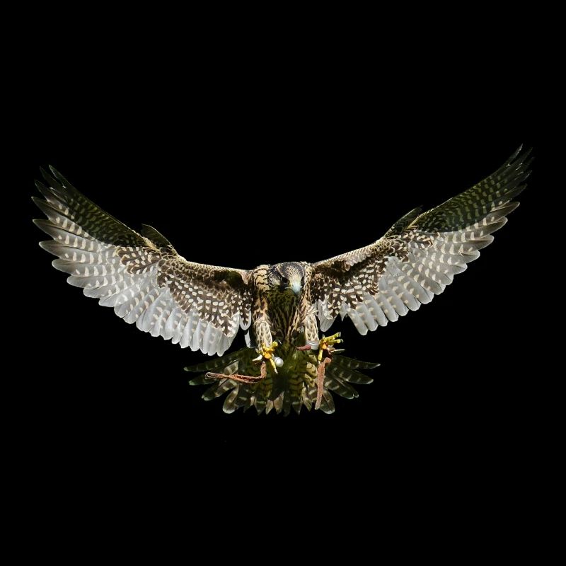 Adler