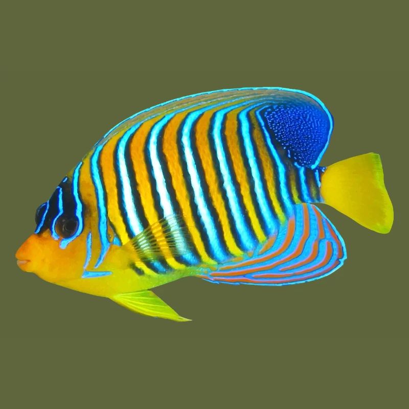 fish