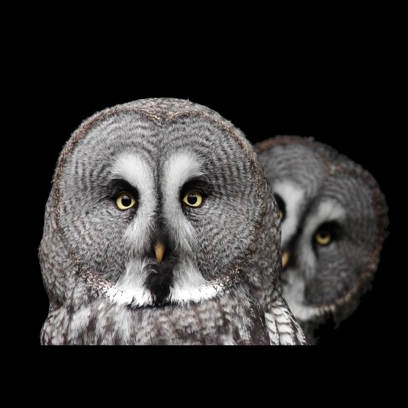 Zwei Eulenköpfe