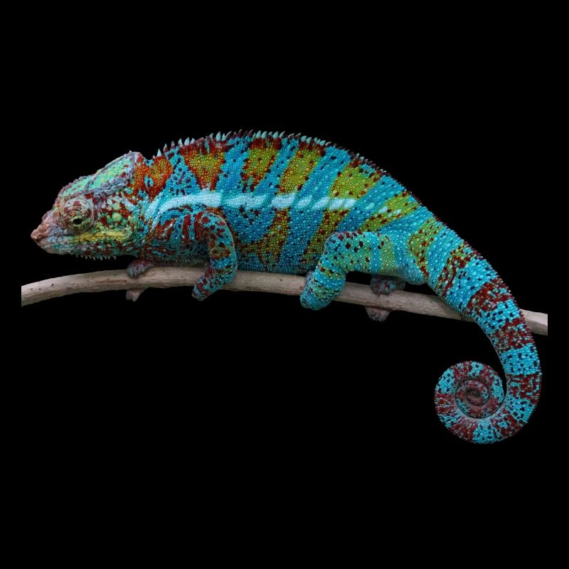 Chameleon - blue