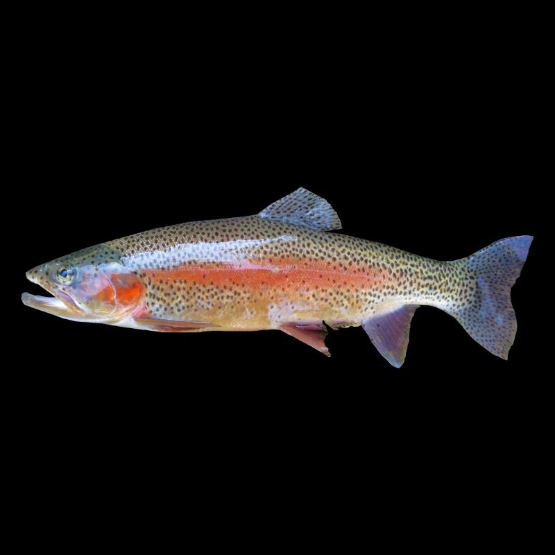 A beautiful rainbow trout