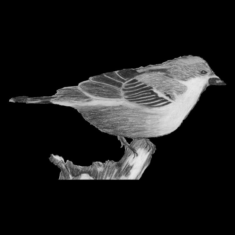 sparrow