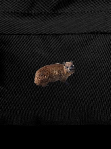 hyrax