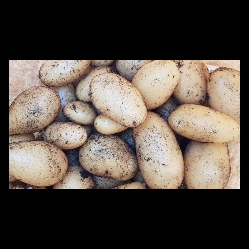 Kartoffeln