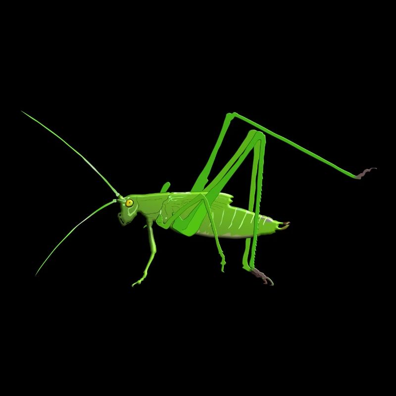 Cricket insecte mantis sauterelle
