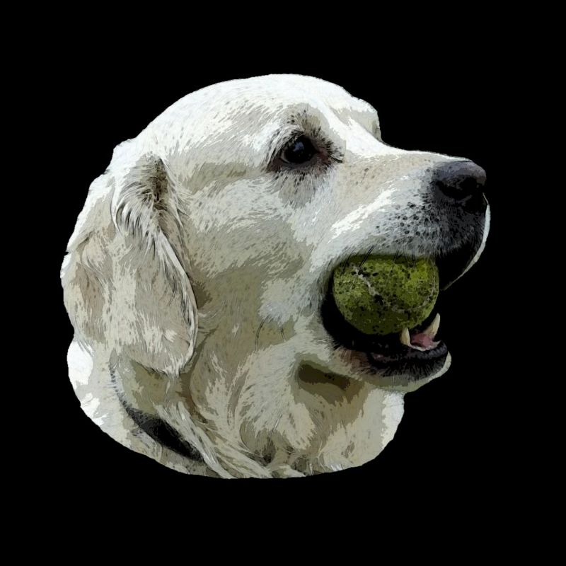 Labrador avec la bille