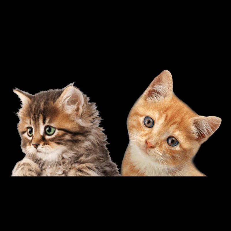 Bébé chaton
