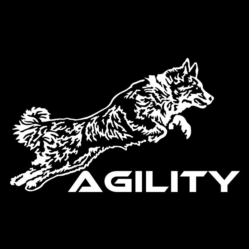 427 Australian Shepherd Agility