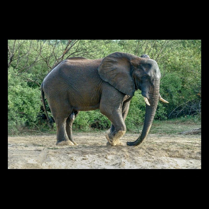 L’éléphant piétinait le pied dans le sable.