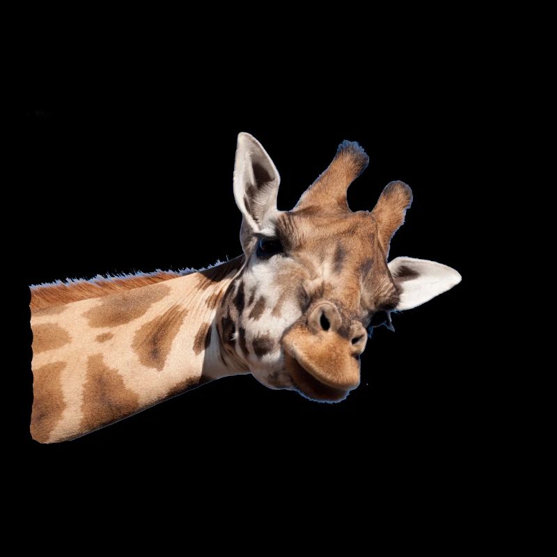 girafe