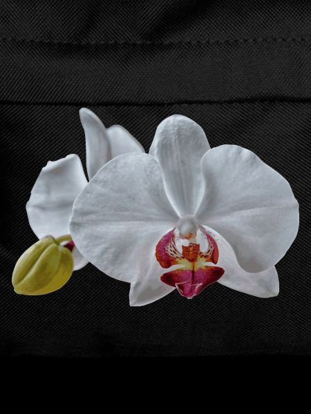 White Orchid Flowers