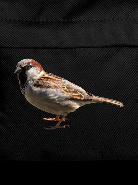 moineau