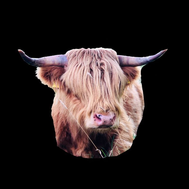 Highland Rind