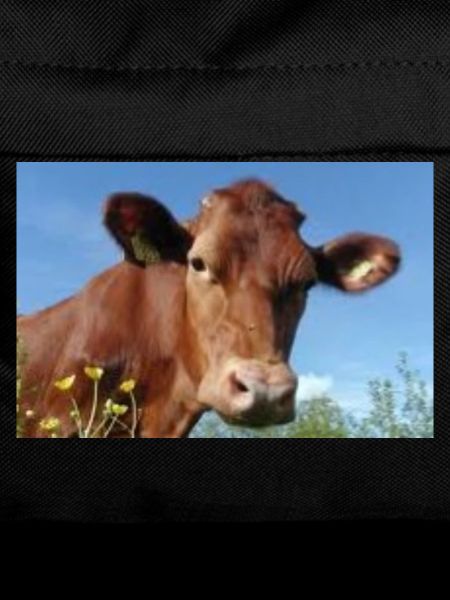 Cow