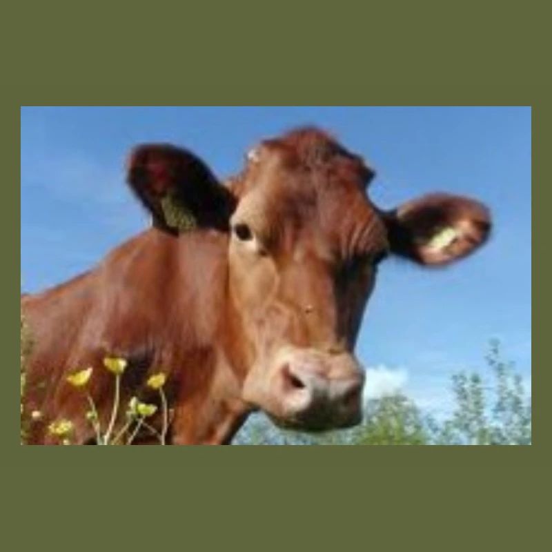 Cow