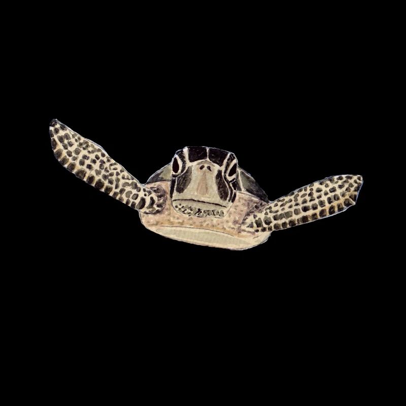 Schildkröte 2