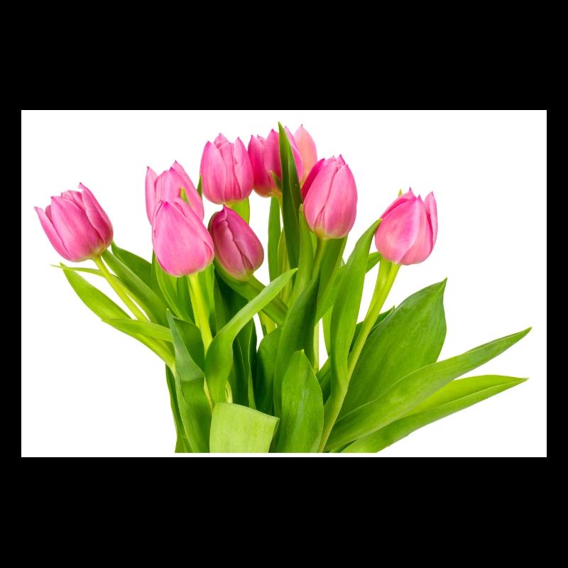 Tulips. Tulips