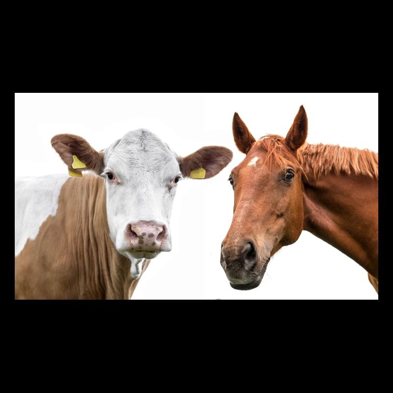 Kuh und Pferd