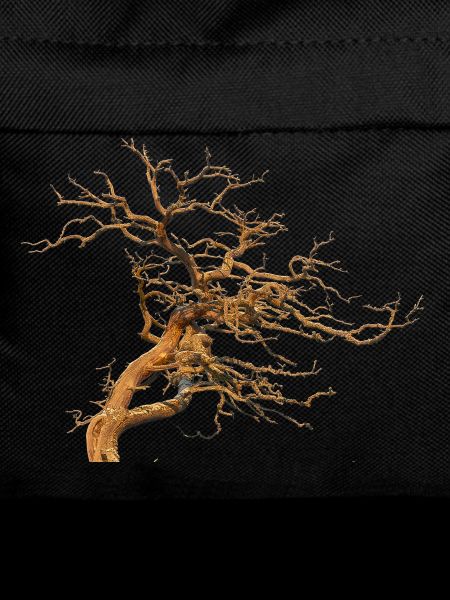 Baum
