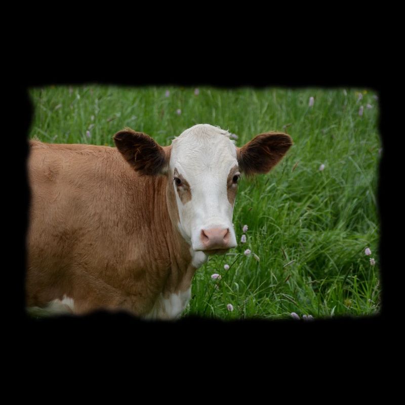 The cow