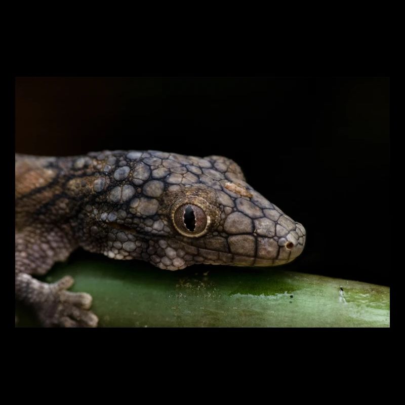 Eurydactylodes symmetricus - Gecko de Neukalédonien