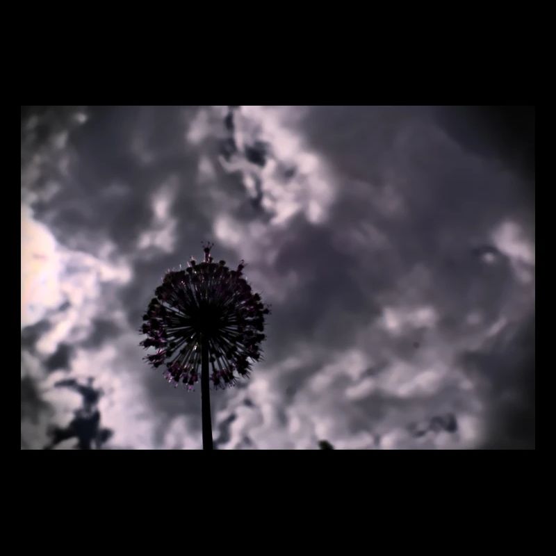 Eine tolle Blume