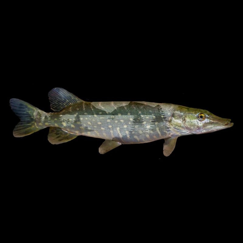 Brochet