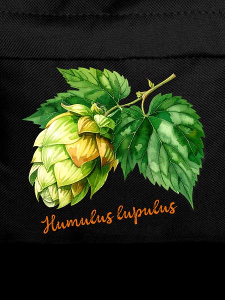 Humulus lupulus - botanical illustration