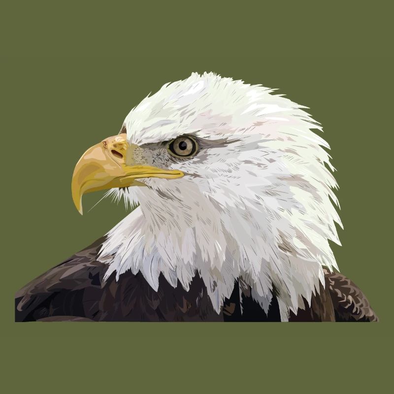 Bald eagle