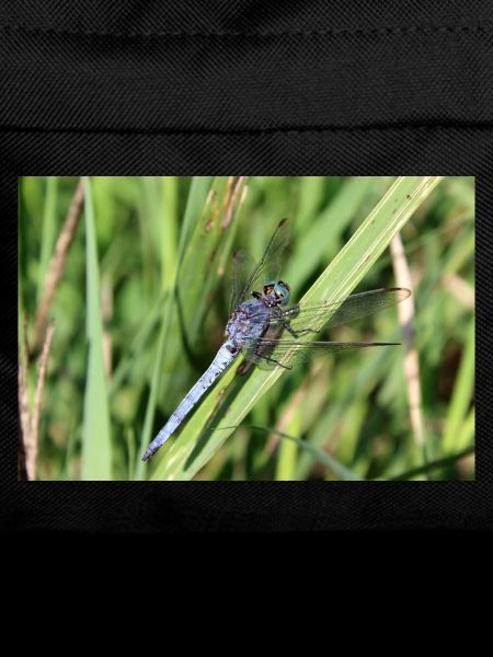 Dragonflies poster blue arrow gift