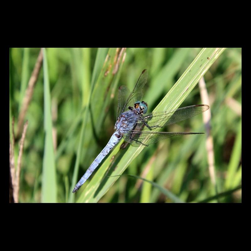 Affiche de libellules cadeau flèche bleue