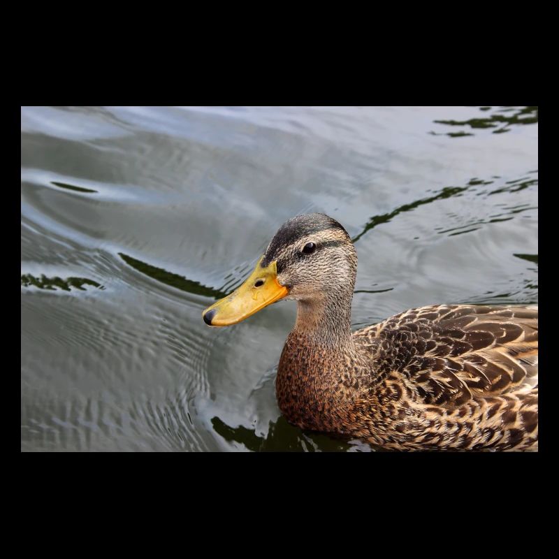 Canard caneton canard sauvage affiche animal affiche cadeau