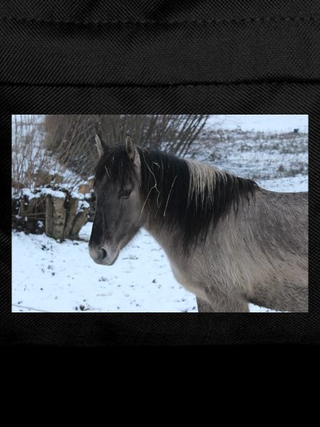 Affiche Cheval Cheval