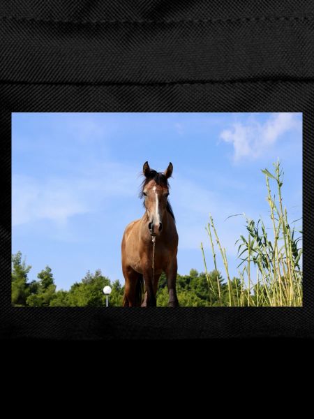 Affiche Cheval Cheval