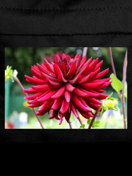 Dahlia Red Blossom ,Flower