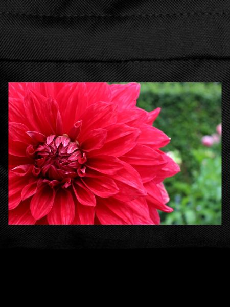 Dahlia Red Blossom ,Flower