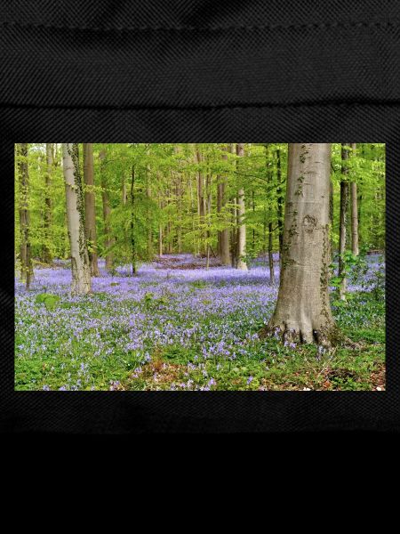 Woodland Bluebell Dawn