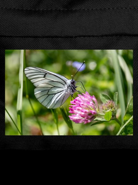 Tree White Butterfly on Blossom