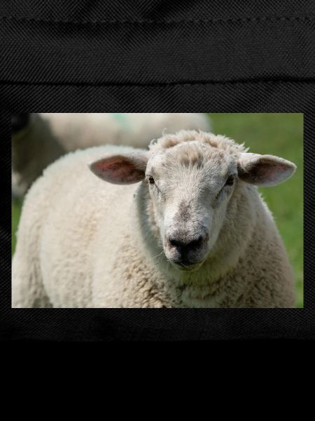 Close-up of a sheep