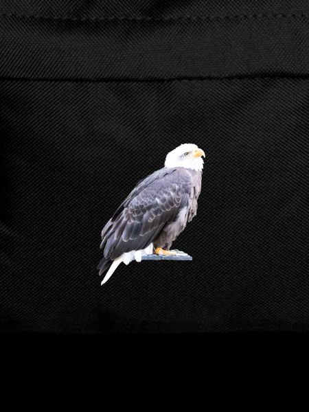 Aigle