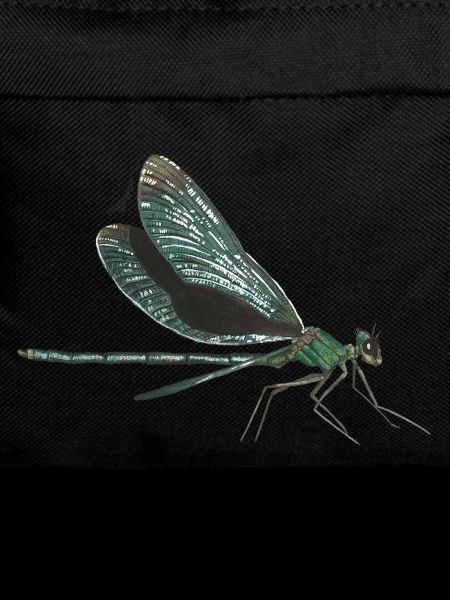 Dragonfly dragonfly